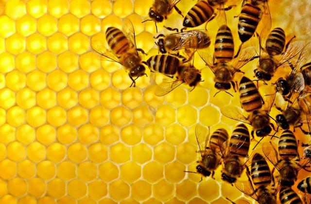 什么牌子蜂胶最好 天然蜂胶如何选购技巧